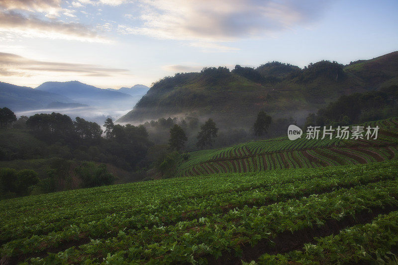 美丽的日出在草莓田梯田在doi angkang，泰国清迈